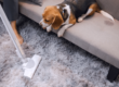 Person vacumming rug with beagle on ottoman watching