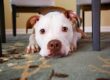 EVER/READY Carpet Cleaning Inc. dog stains cleaning from carpet